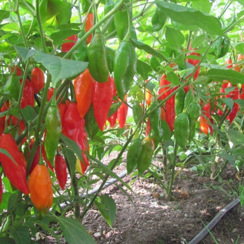 Ô Chouette Jardin