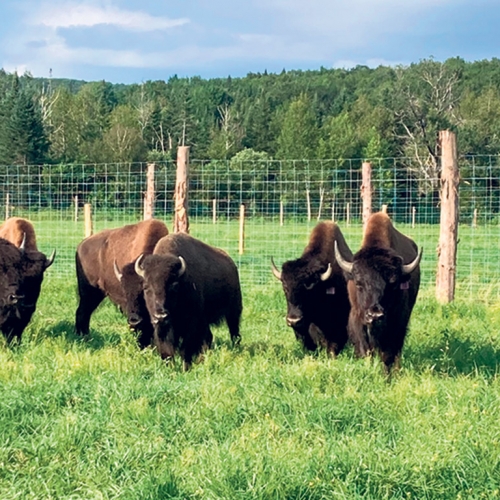Rustik Bison 